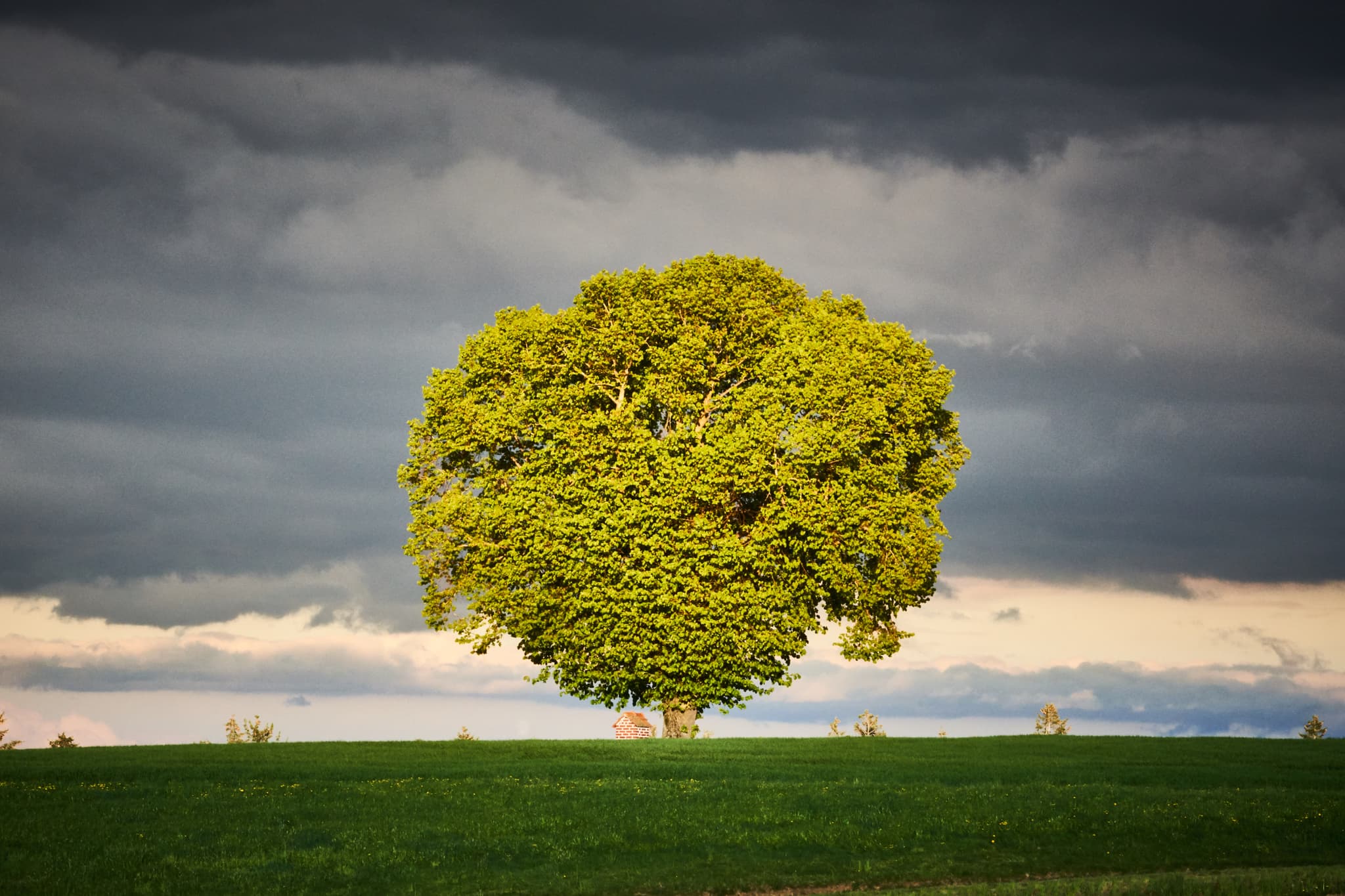 Baum mit Bildstock, Wald bei Winhöring, Altötting - Markanter Baum und Bildstock auf Wiese bei Wald bei Winhöring, Pleiskirchen, Landkreis Altötting, Oberbayern, Region Inn-Salzach, Deutschland.