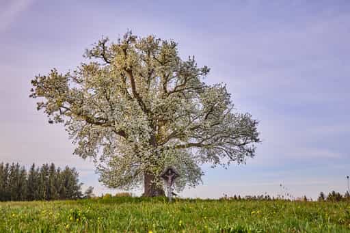 Baum mit Kreuz in Schönbichl, Altötting, Oberbayern