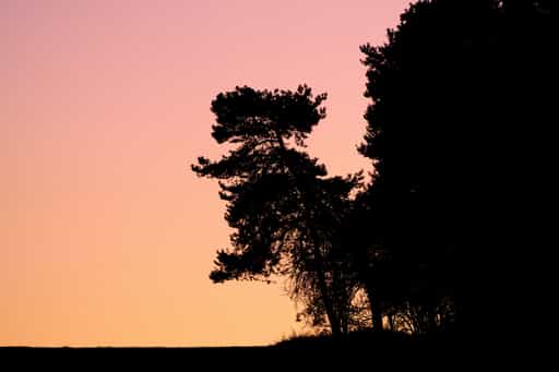 Baum Silhouette, Pallauf Blick Arbing, Altötting, Oberbayern