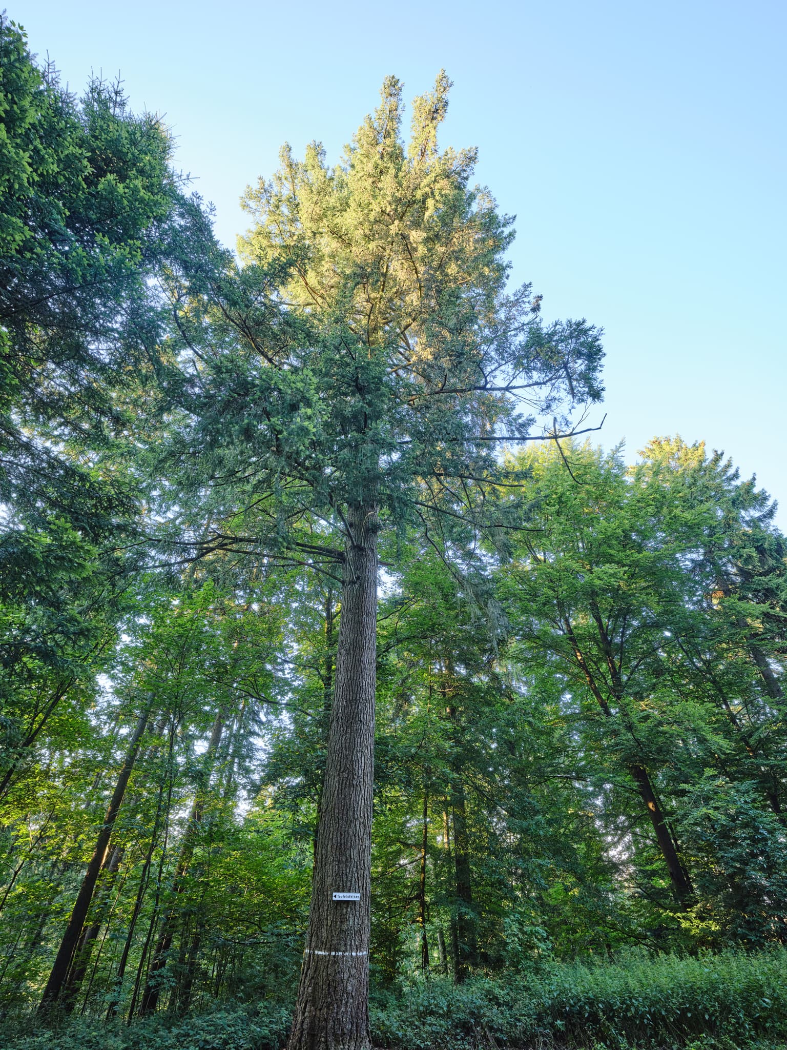 Baumriese Waldwunderwelt, Wanderweg, Bad Griesbach, Passau - Baumriese in am Wanderweg der Waldwunderwelt in Bad Griesbach, Landkreis Passau, Niederbayern, Bayern. Das Bild zeigt einen Waldweg mit mystischen Steinen.