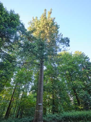 Baumriese Waldwunderwelt, Wanderweg, Bad Griesbach, Passau