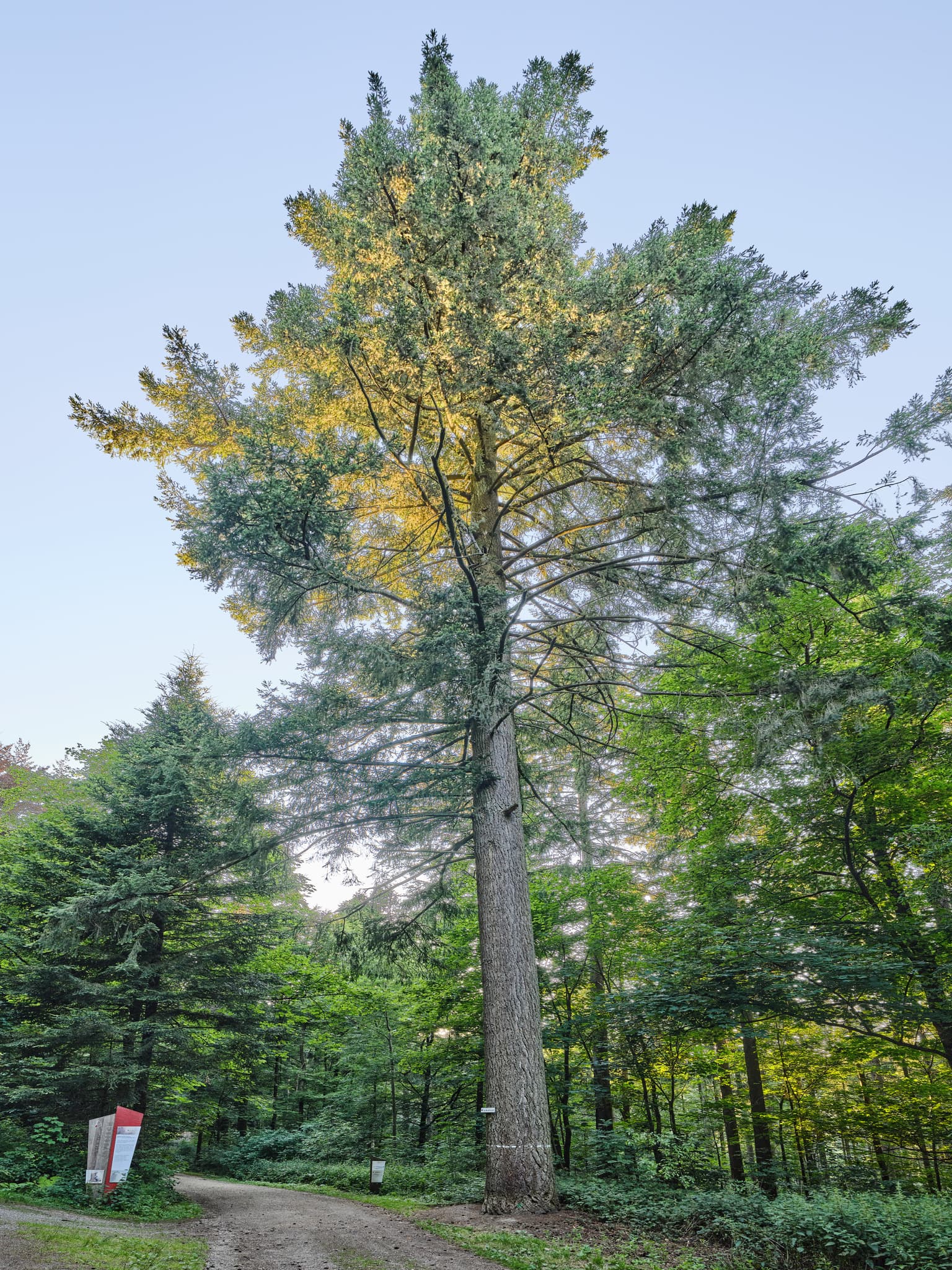 Baumriese Waldwunderwelt, Wanderweg, Bad Griesbach, Passau - Baumriese in am Wanderweg der Waldwunderwelt in Bad Griesbach, Landkreis Passau, Niederbayern, Bayern. Das Bild zeigt einen Waldweg mit mystischen Steinen.