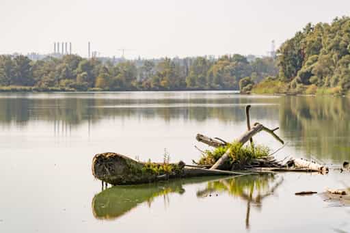 Baumstämme in Salzach, Innspitz, Altötting, Oberbayern
