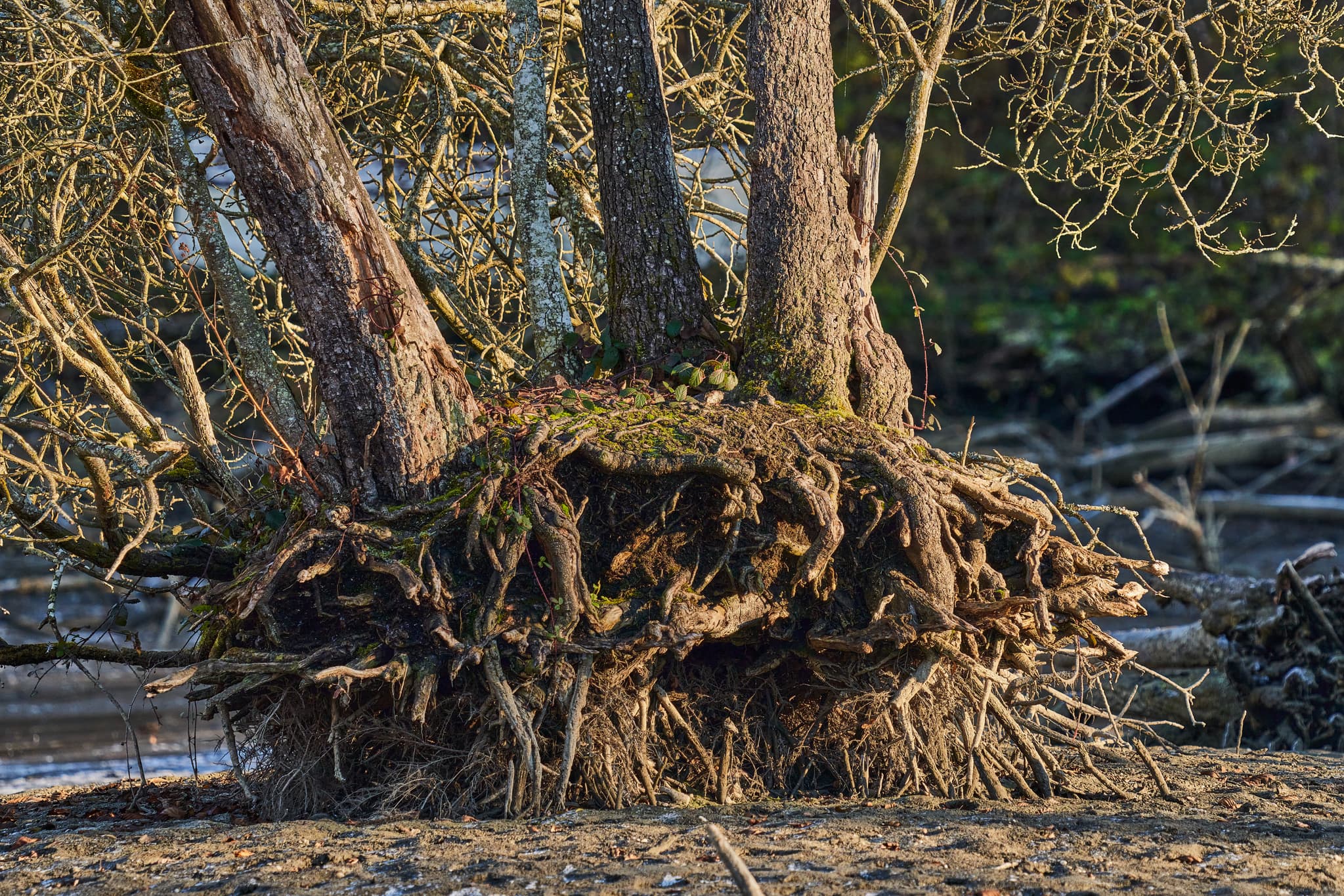 Baumwurzeln Lichtlberger Wald, Gern, Eggenfelden, Rottal-Inn - Detailaufnahme von Baumwurzeln und Stämmen im Lichtlberger Wald bei Gern, Eggenfelden, Landkreis Rottal-Inn, Niederbayern, Holzland, Deutschland.