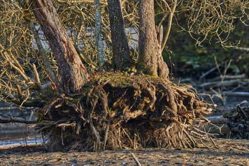 Baumwurzeln Lichtlberger Wald, Gern, Eggenfelden, Rottal-Inn