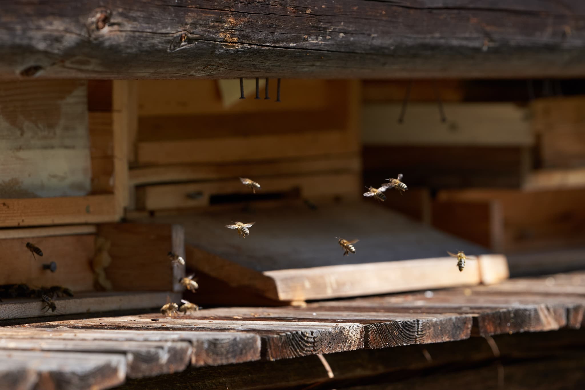Bienenhaus Töging, Altötting, Oberbayern, Inn-Salzach - Bienenhaus an der Klausenkirche in Töging am Inn, Landkreis Altötting, Oberbayern, Deutschland. Das Bauwerk ist typisch für die Region Inn-Salzach.