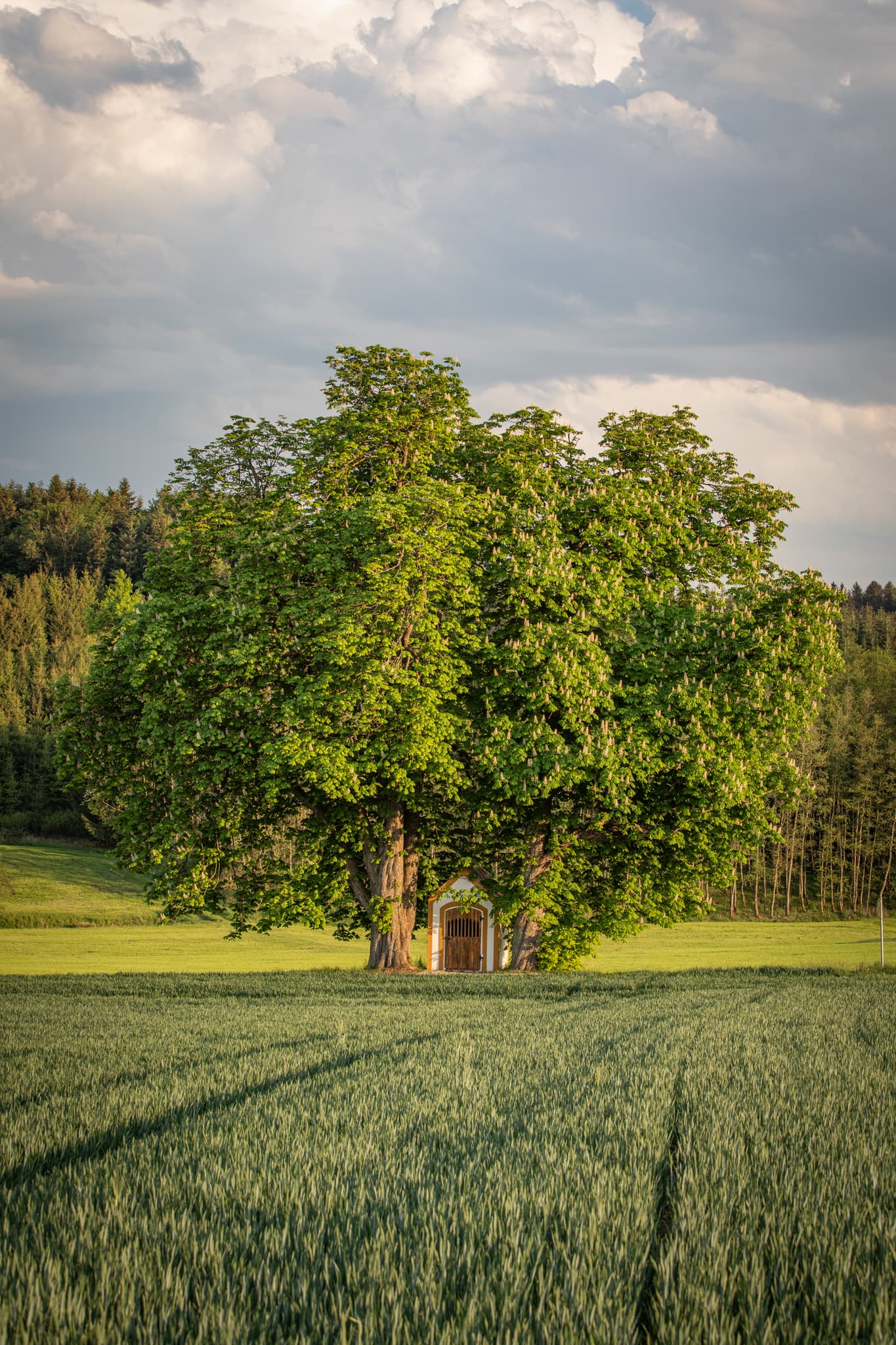 Bildstock Kastanien, Arbing, Ecking, Reischach, Altötting - Bildstock unter Kastanienbaum in Arbing, Gemeinde Reischach, Landkreis Altötting, Oberbayern, Deutschland, Idyllisches Landschaftsbild.