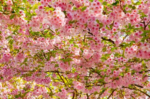 Blühende Kirschbäume im Frühling, Mühldorf am Inn