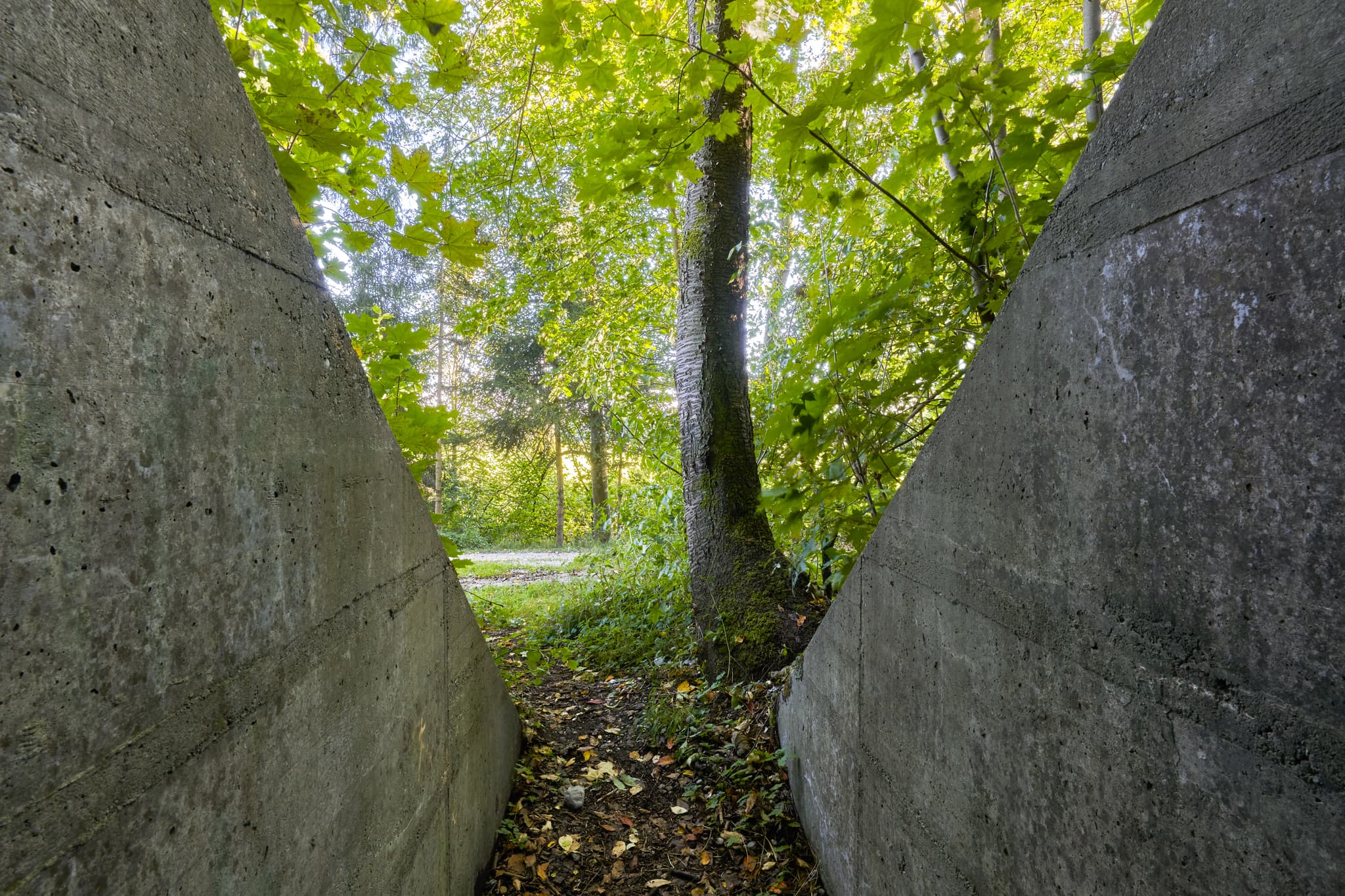 Bunkeranlage Ecksberg Altmühldorf MÜ Oberbayern Inn-Salzach - Eine alte Bunkeranlage in Ecksberg Altmühldorf, Mühldorf am Inn, Oberbayern, Inn-Salzach, Deutschland. Massive Betonwände umrahmen einen bewachsenen Waldweg.