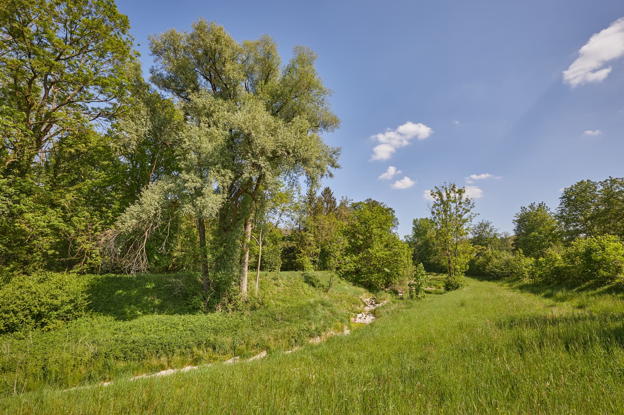 Burgkirchen-Hirten Alz Radweg, AÖ, Oberbayern, Inn-Salzach - Grüne Wiesen und Bäume am Burgkirchen-Hirten Alz Radweg in Burgkirchen, Altötting, Oberbayern. Idyllische Naturkulisse der Region Inn-Salzach, Deutschland.