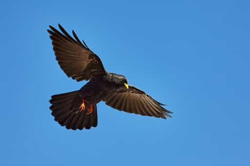 Dohle am Jenner, Berchtesgadener Land, Oberbayern