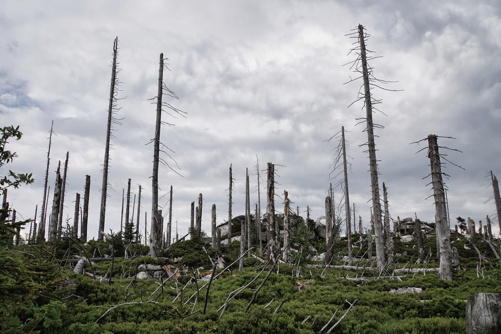 Dreisesselberg zum Dreiländereck Toter Wald - Zahlreiche abgestorbene Bäume ragen vor einem bewölkten Himmel auf. Die Stimmung ist melancholisch, die Beleuchtung diffus.  Bild des "Toten Waldes".