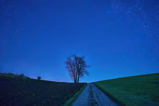 Dreistämmiger Baum an der Erlbacher Straße, Reischach