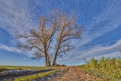 Dreistämmiger Baum, Erlbacher Straße, Altötting, Oberbayern