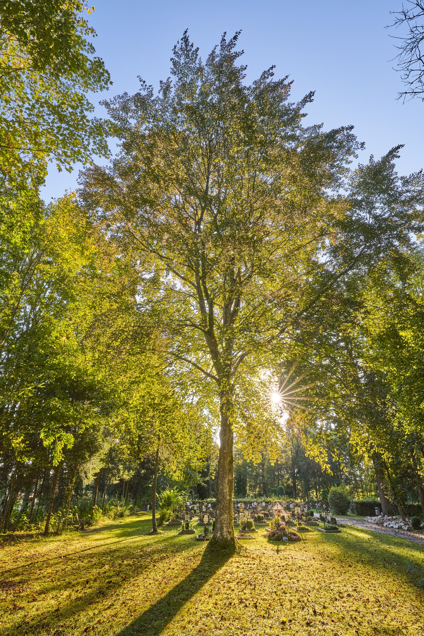 Ecksberg Friedhof, Mühldorf am Inn, Oberbayern, Inn-Salzach - Friedhof Ecksberg in Mühldorf, Landkreis Mühldorf am Inn, Oberbayern, Inn-Salzach, Deutschland. Baum im Sonnenlicht, Schatten auf Gräbern. Ruhige Szenerie.