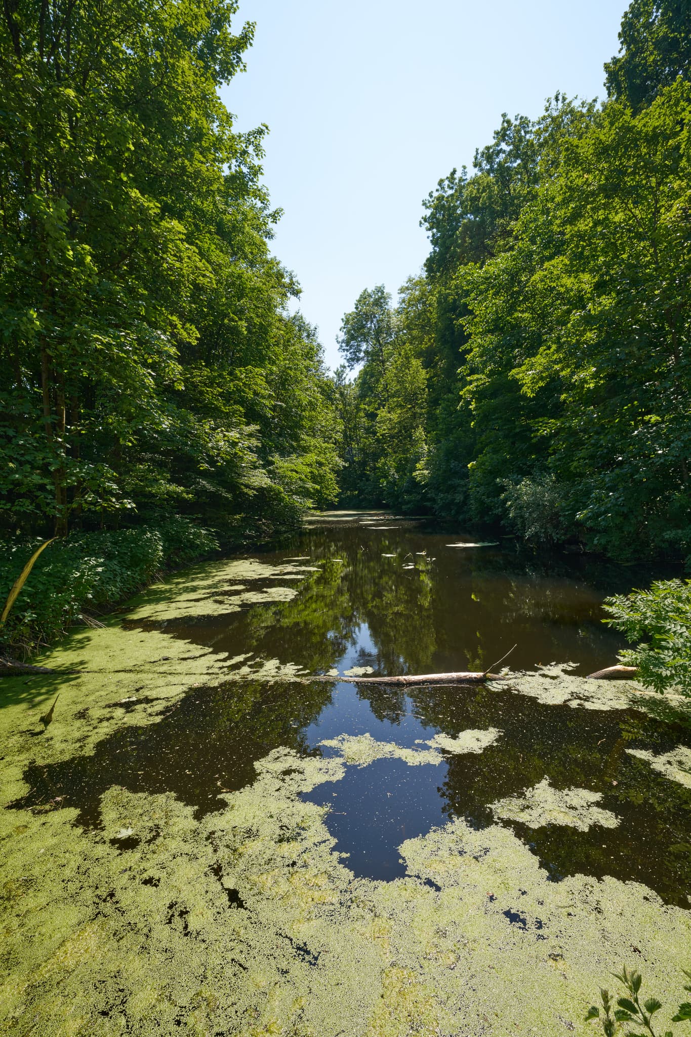 Ecksberg Weiher an der Wäscherei, Mühldorf, Obb, Inn-Salzach - Ruhiger Ecksberg Weiher in Mühldorf am Inn, Oberbayern, Deutschland. Mit Wasserpflanzen bedeckt, umgeben von Wald. Typisch für die Region Inn-Salzach.