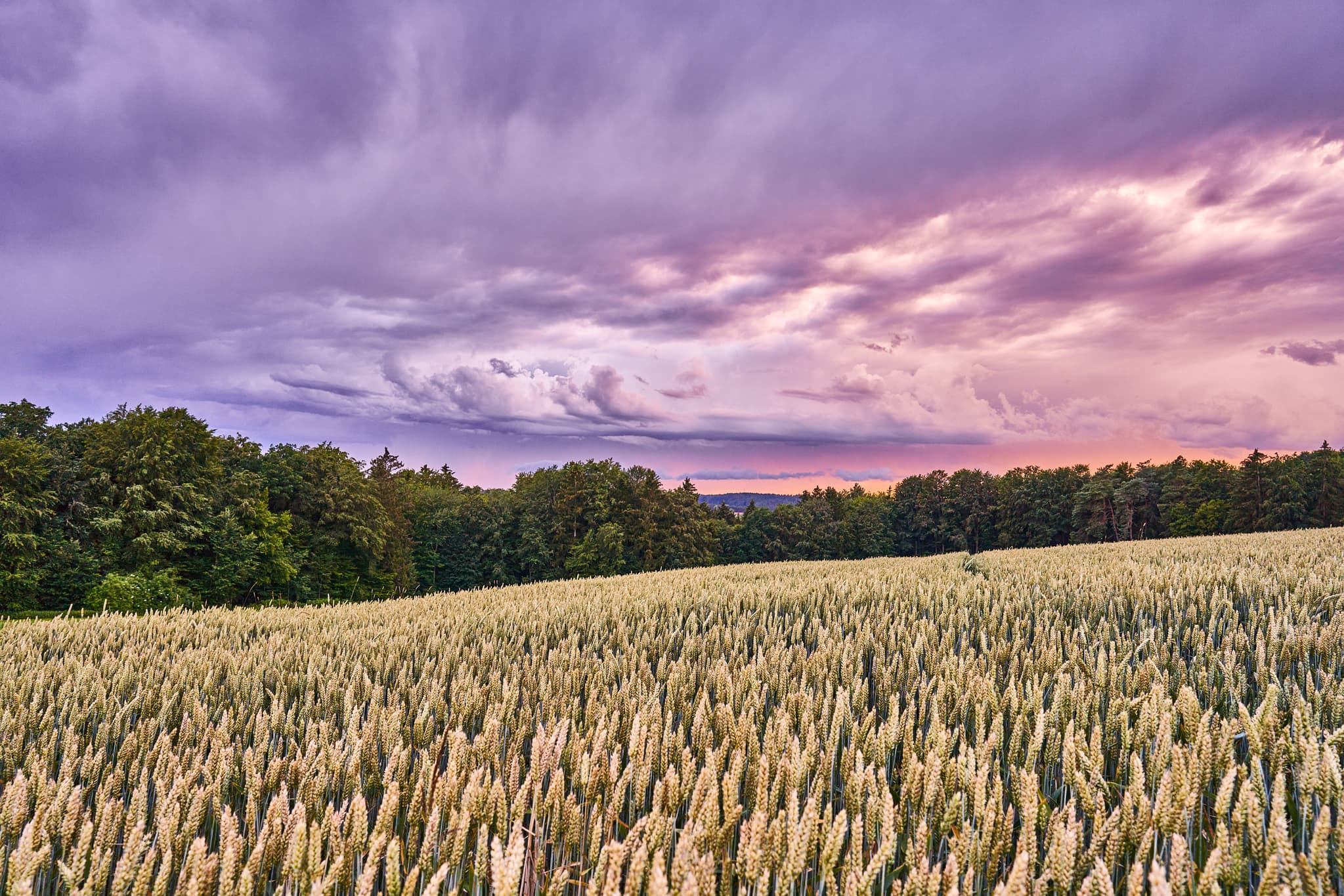 Ehrnsberg, Reischach, Altötting, Oberbayern, Inn-Salzach - Weizenfeld bei Ehrnsberg, Gemeinde Reischach, Landkreis Altötting, Oberbayern. Farbenfroher Abendhimmel mit markanten Wolken.