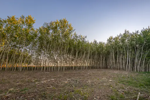 Energiewald Pappelwald, Mitterskirchen, Niederbayern