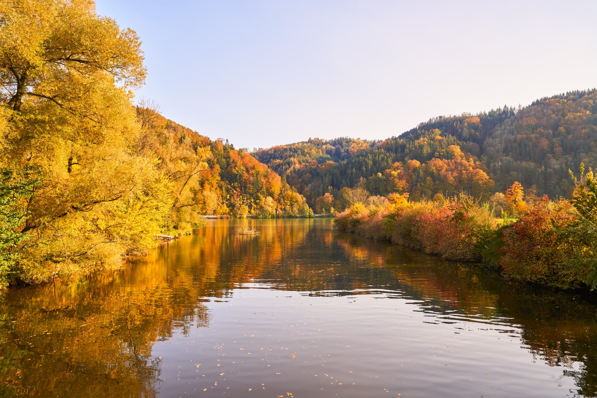Erlau Donaumündung im Herbst, Landkreis Passau, Niederbayern - Herbstliche Flusslandschaft Erlau Donaumündung, Obernzell, Landkreis Passau, Niederbayern, Deutschland. Goldene Bäume spiegeln sich im Fluss des Donau-Waldes.