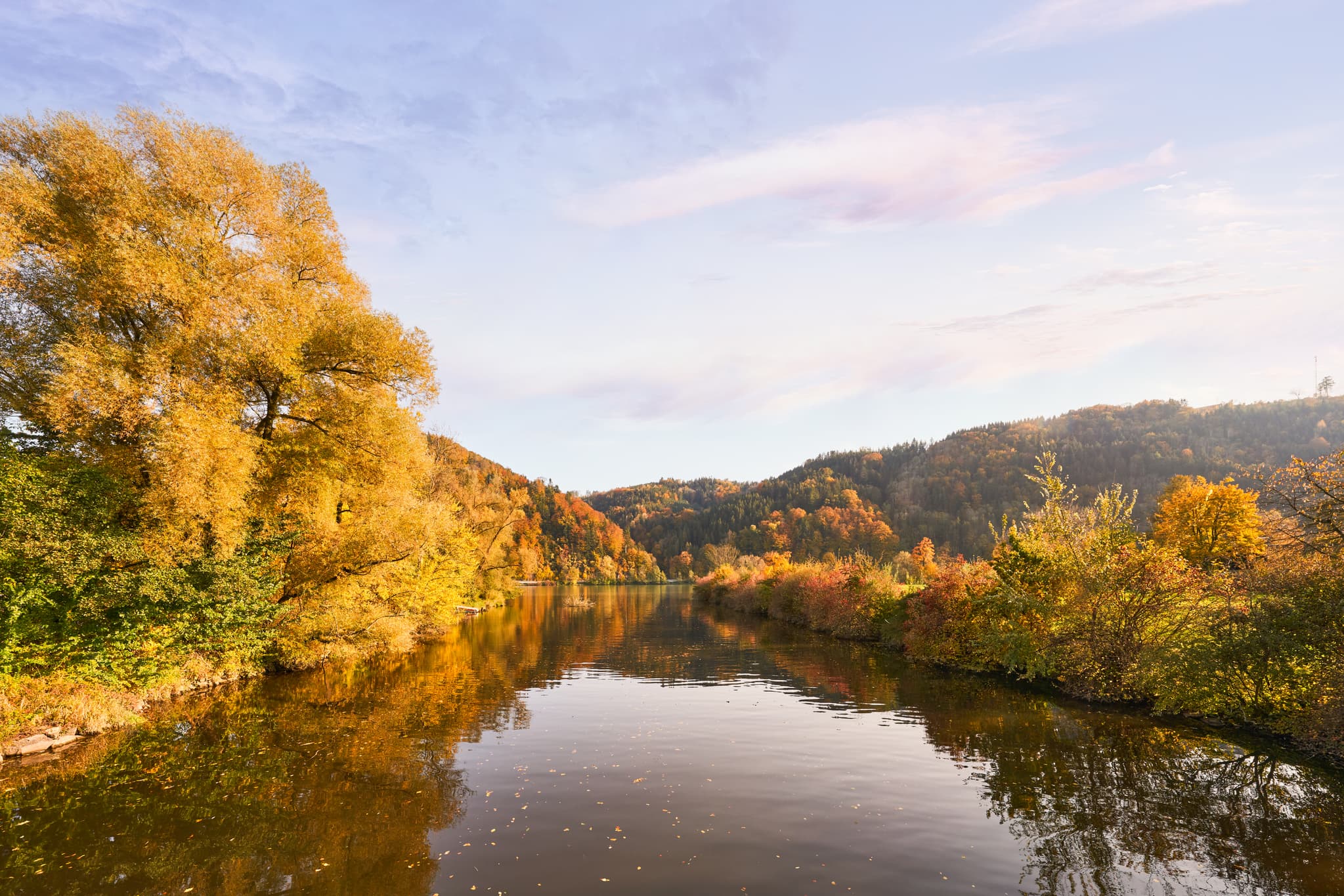 Erlau Donaumündung im Herbst, Landkreis Passau, Niederbayern - Herbstliche Flusslandschaft Erlau Donaumündung, Obernzell, Landkreis Passau, Niederbayern, Deutschland. Goldene Bäume spiegeln sich im Fluss des Donau-Waldes.