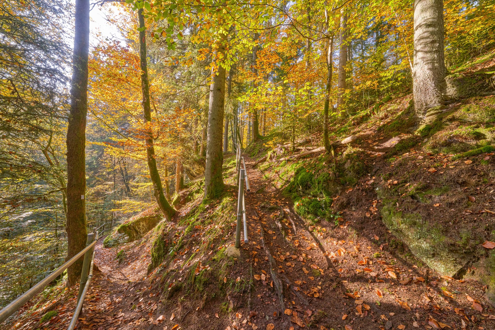 Erlautal Wanderweg Abzweigung, Erlau, Passau, Niederbayern - Herbstlicher Wanderweg im Erlautal bei Erlau, Obernzell, Landkreis Passau, Niederbayern. Pfad im Donau-Wald, Deutschland, mit Herbstlaub.