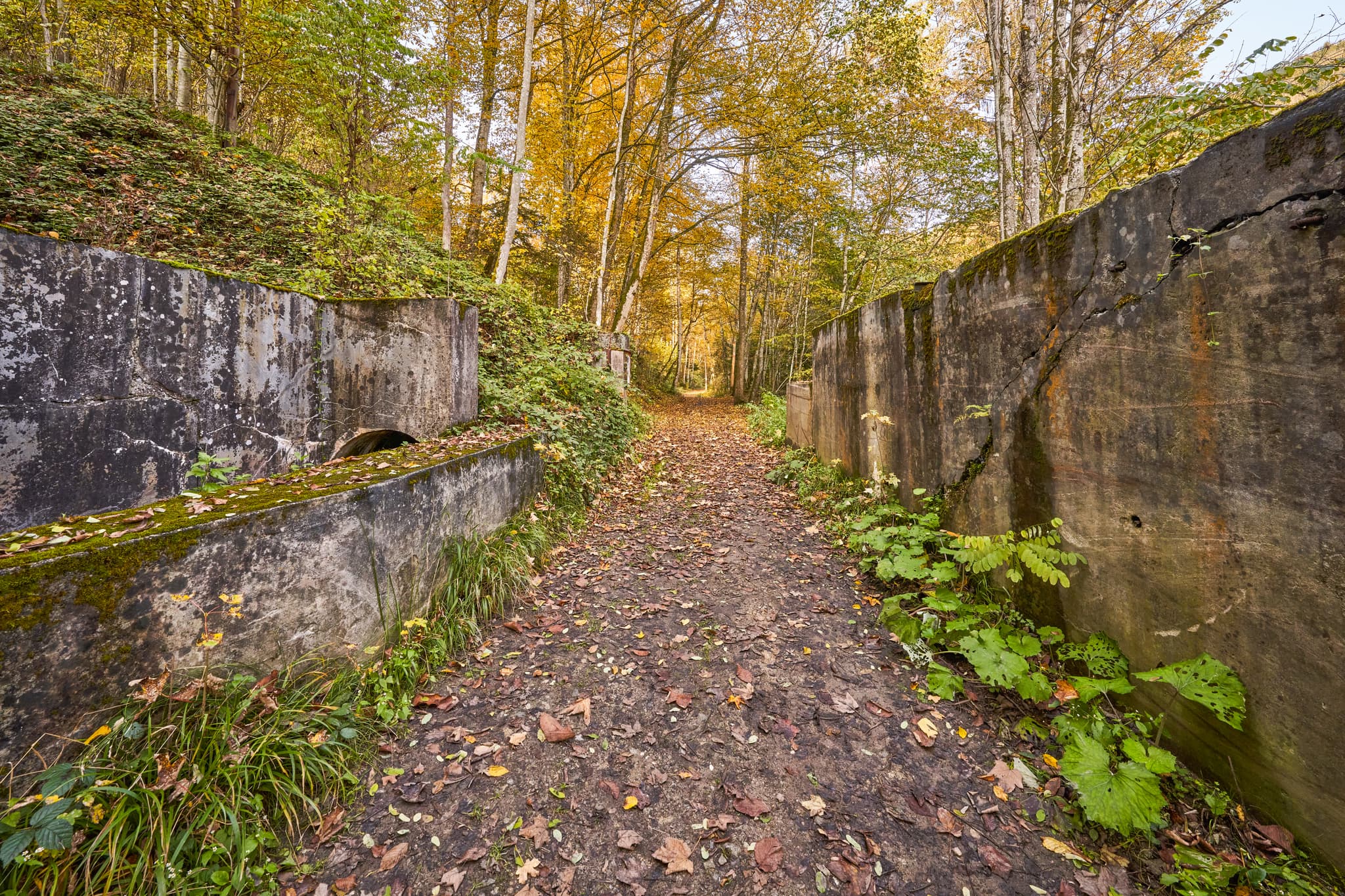 Erlautal Wanderweg, Erlau, Passau, Niederbayern - Herbstlicher Wanderweg im Erlautal nahe Erlau, Obernzell, Landkreis Passau, Niederbayern. Pfad gesäumt von Bäumen in der Region Donau-Wald, Deutschland.