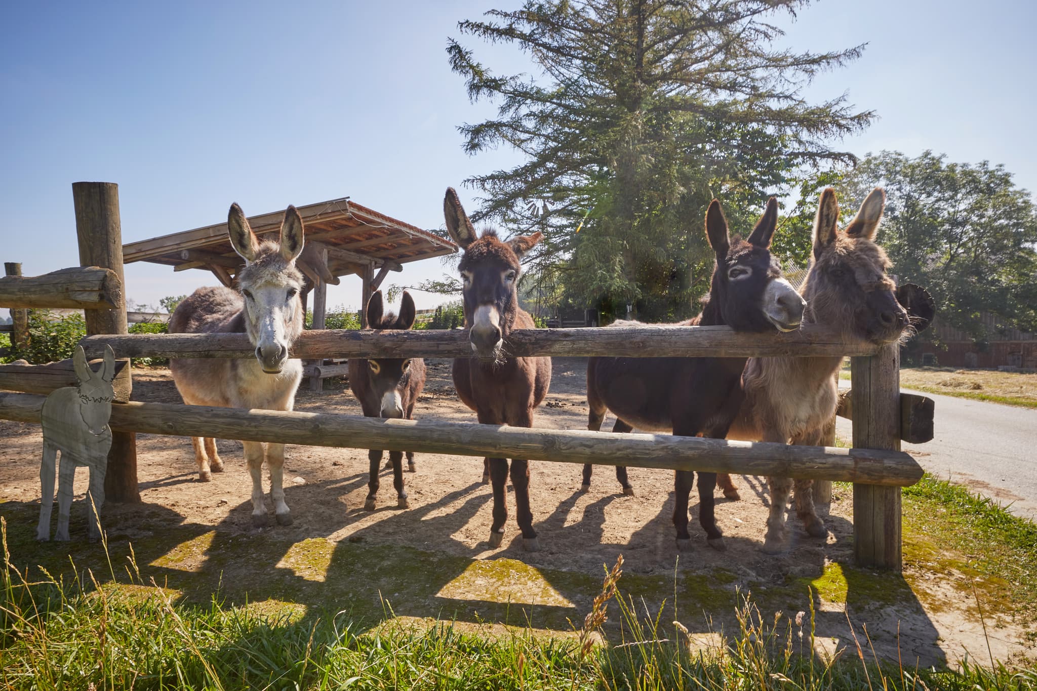 Eselgehege Glatzberg, Mühldorf am Inn, Oberbayern - Porträt eines Esels im Eselgehege in Glatzberg, Heldenstein. Das Gehege liegt im Landkreis Mühldorf am Inn, Oberbayern, Region Inn-Salzach, Deutschland.