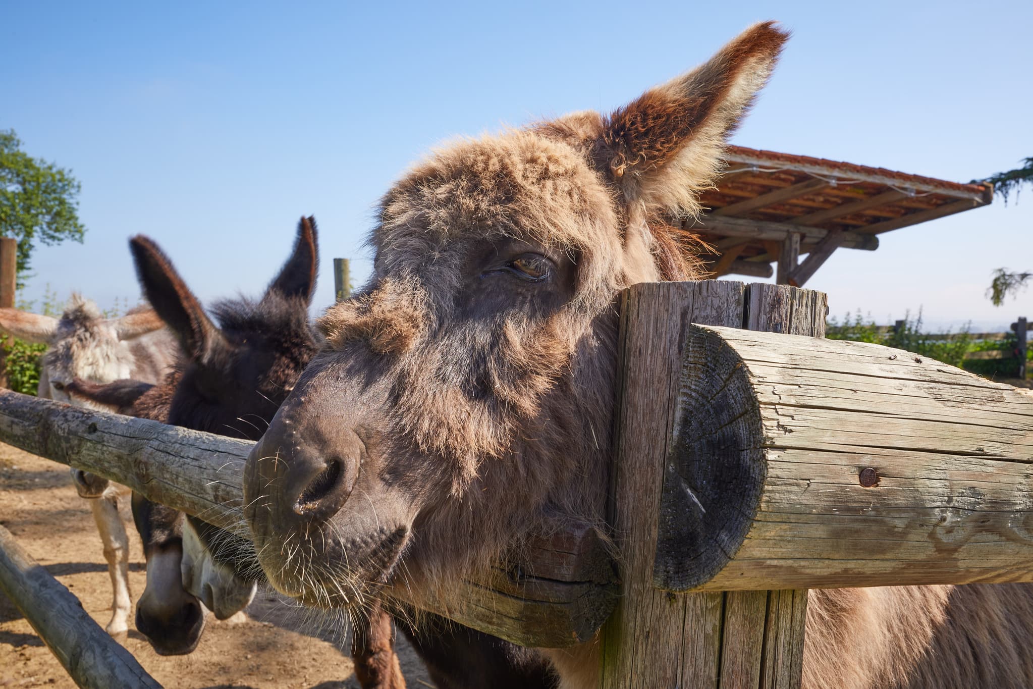 Eselgehege Glatzberg, Mühldorf am Inn, Oberbayern - Porträt eines Esels im Eselgehege in Glatzberg, Heldenstein. Das Gehege liegt im Landkreis Mühldorf am Inn, Oberbayern, Region Inn-Salzach, Deutschland.