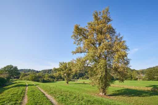 Feldweg mit Bäumen, Steinhöring Isen, Altötting, Oberbayern