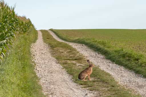 Feldweg zum Windpark, Dirnaich, Rottal-Inn, Niederbayern