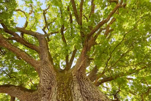 Frauenstein Eiche am Sportplatz, Mining, Braunau am Inn