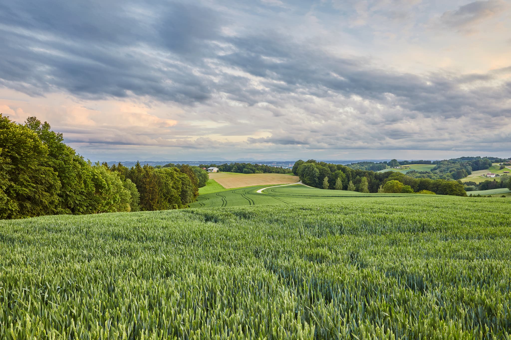 Friesing, Reischach, Altötting, Oberbayern - Landschaftliche Aufnahme eines Getreidefeldes bei Reischach, Landkreis Altötting, Oberbayern, Inn-Salzach, Holzland, Deutschland.