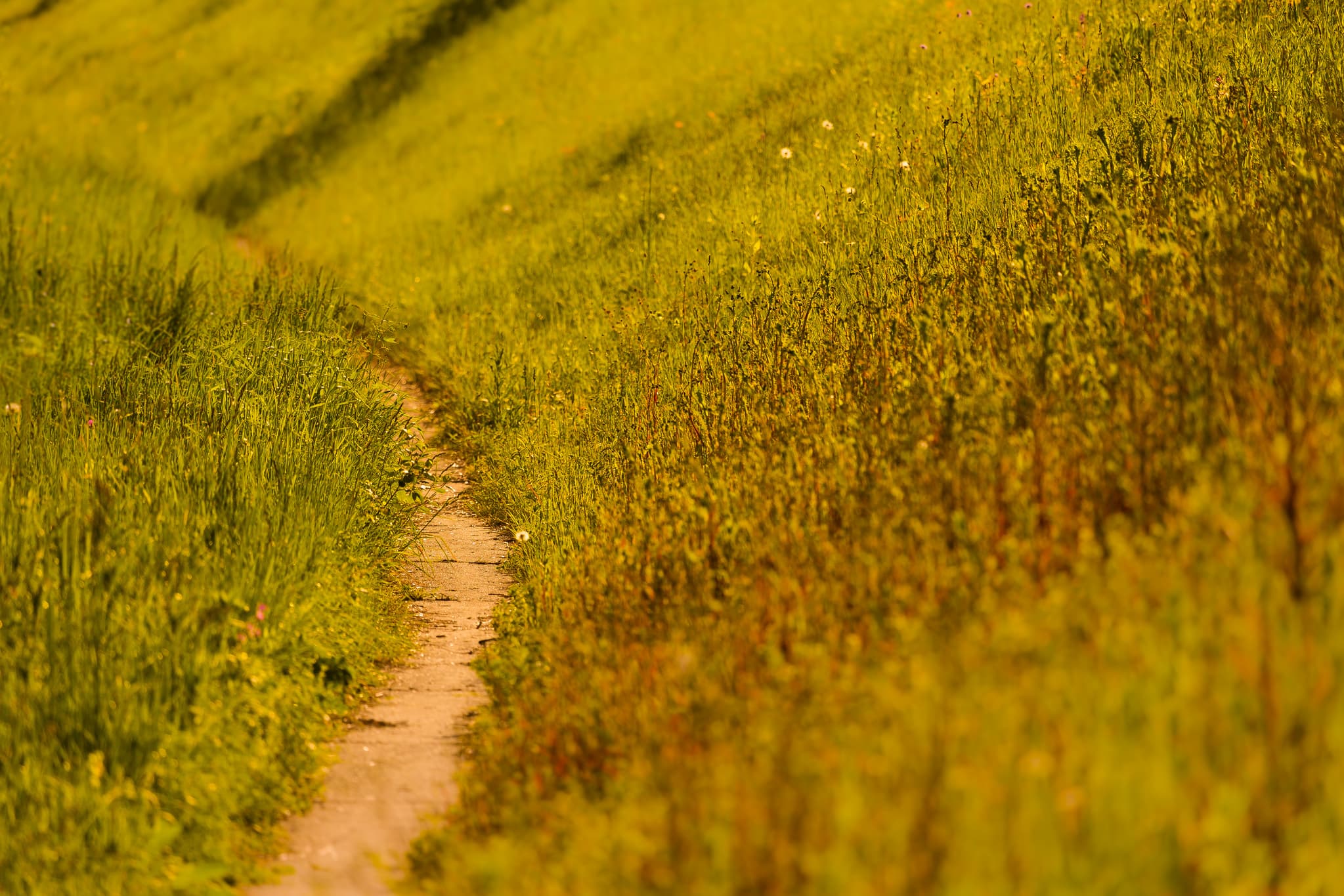 Fußweg an der Betonwand, Winnhöring Unterau, Altötting - Ein Fußweg führt durch Graslandschaft in Winnhöring Unterau, Neuötting, Landkreis Altötting, Oberbayern, Region Inn-Salzach, Deutschland.