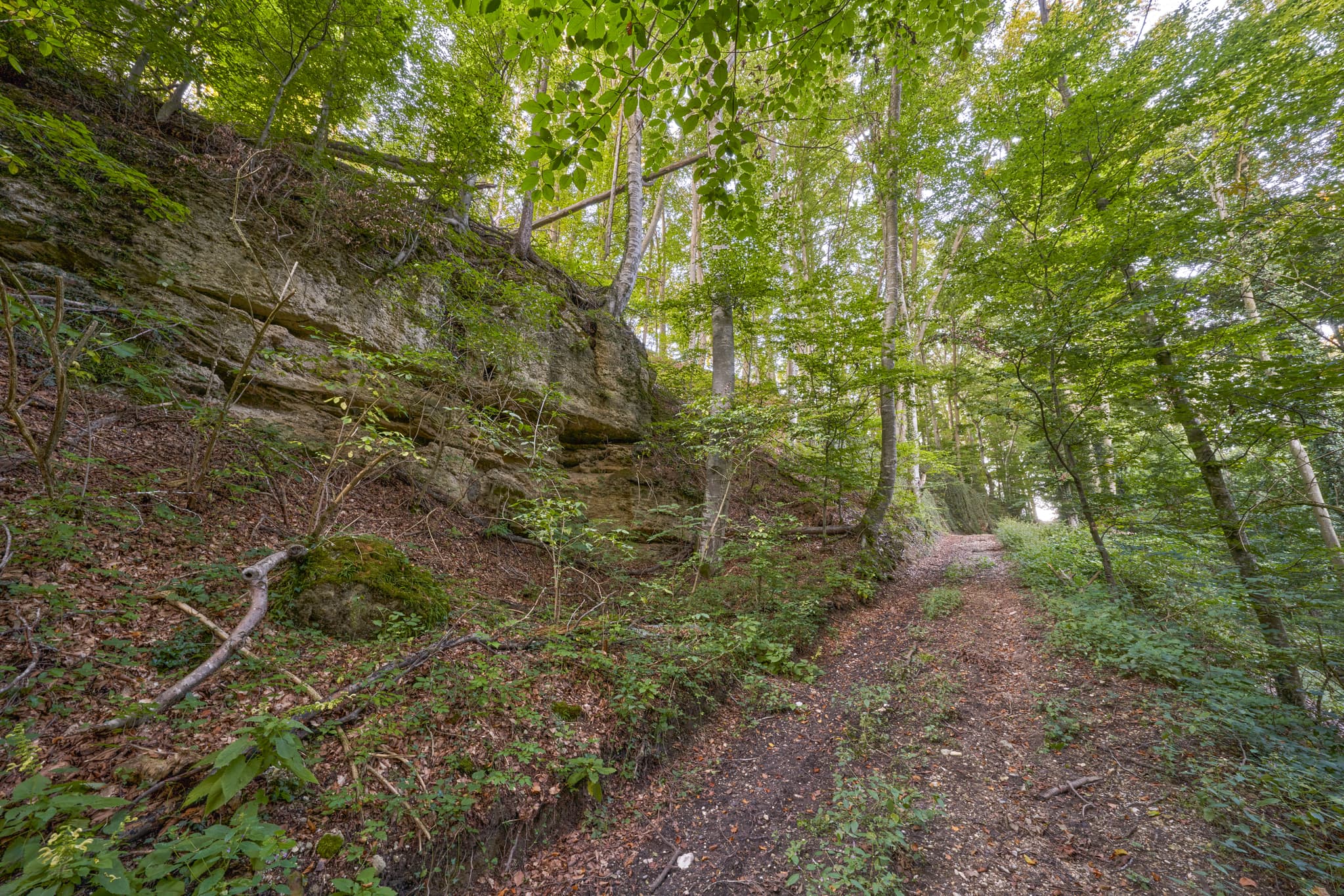 Geologeische Orgeln, Klaffl, Altötting, Oberbayern - Geologeische Orgeln in Klaffl, Kastl, Altötting, Oberbayern. Markante Felsformation mit Naturpfad im Wald. Teil der Region Inn-Salzach, Deutschland.