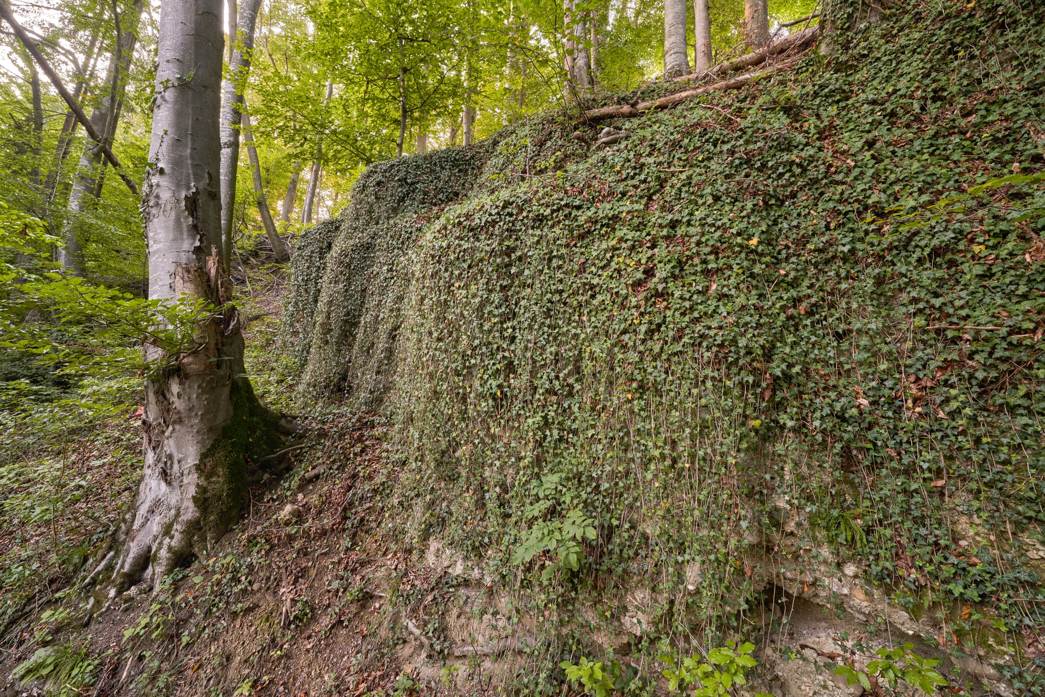 Geologeische Orgeln, Klaffl, Altötting, Oberbayern - Geologische Orgeln bei Klaffl, Ortsteil von Kastl, Landkreis Altötting, Oberbayern, Deutschland. Überwachsene Felsformationen in der Region Inn-Salzach.