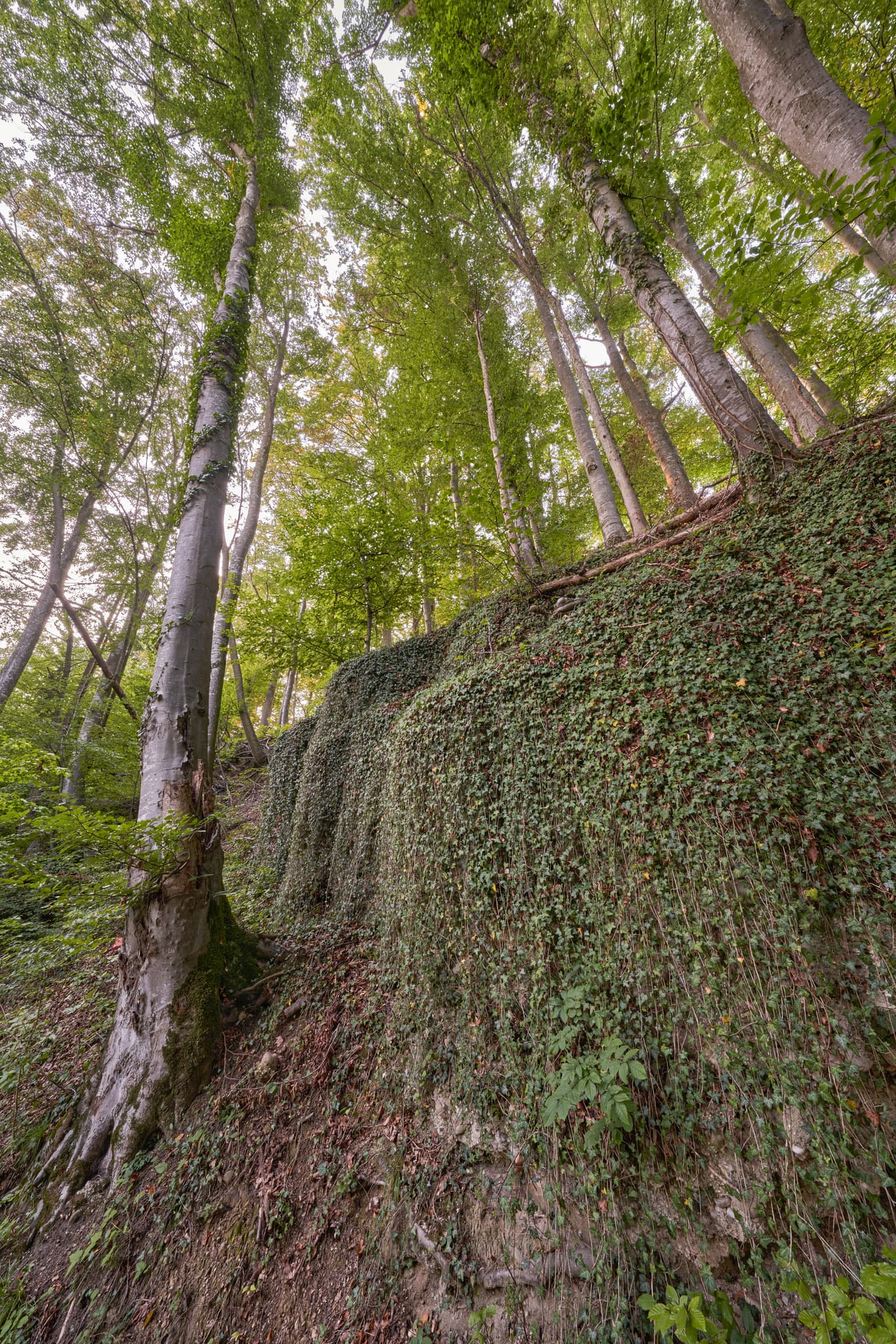 Geologeische Orgeln, Klaffl, Altötting, Oberbayern - Geologische Orgeln bei Klaffl, Ortsteil von Kastl, Landkreis Altötting, Oberbayern, Deutschland. Überwachsene Felsformationen in der Region Inn-Salzach.