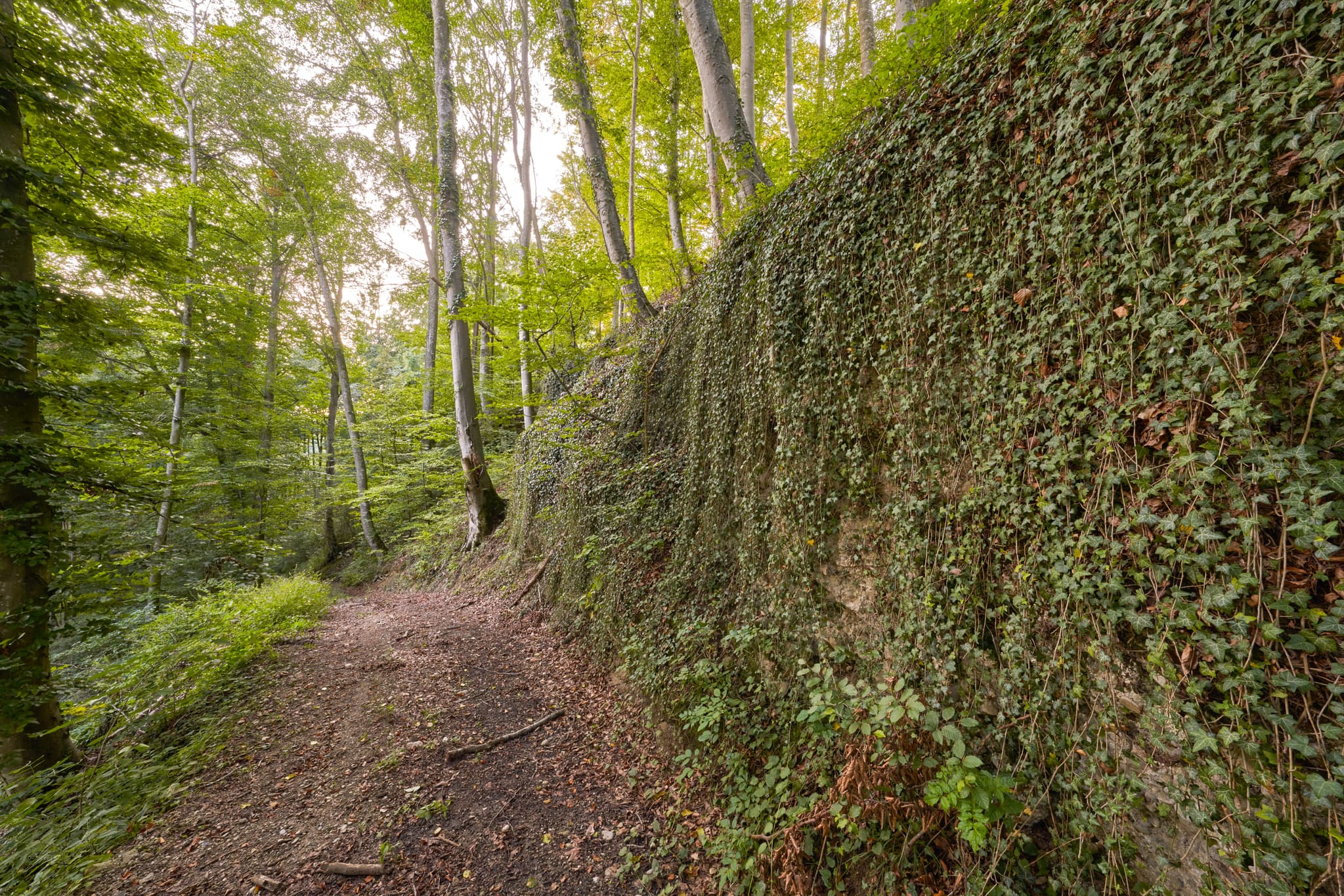 Geologeische Orgeln, Klaffl, Altötting, Oberbayern - Ein Waldpfad führt entlang einer mit Efeu bewachsenen Felsformation in Klaffl, Kastl im Landkreis Altötting, Oberbayern, Region Inn-Salzach, Deutschland.