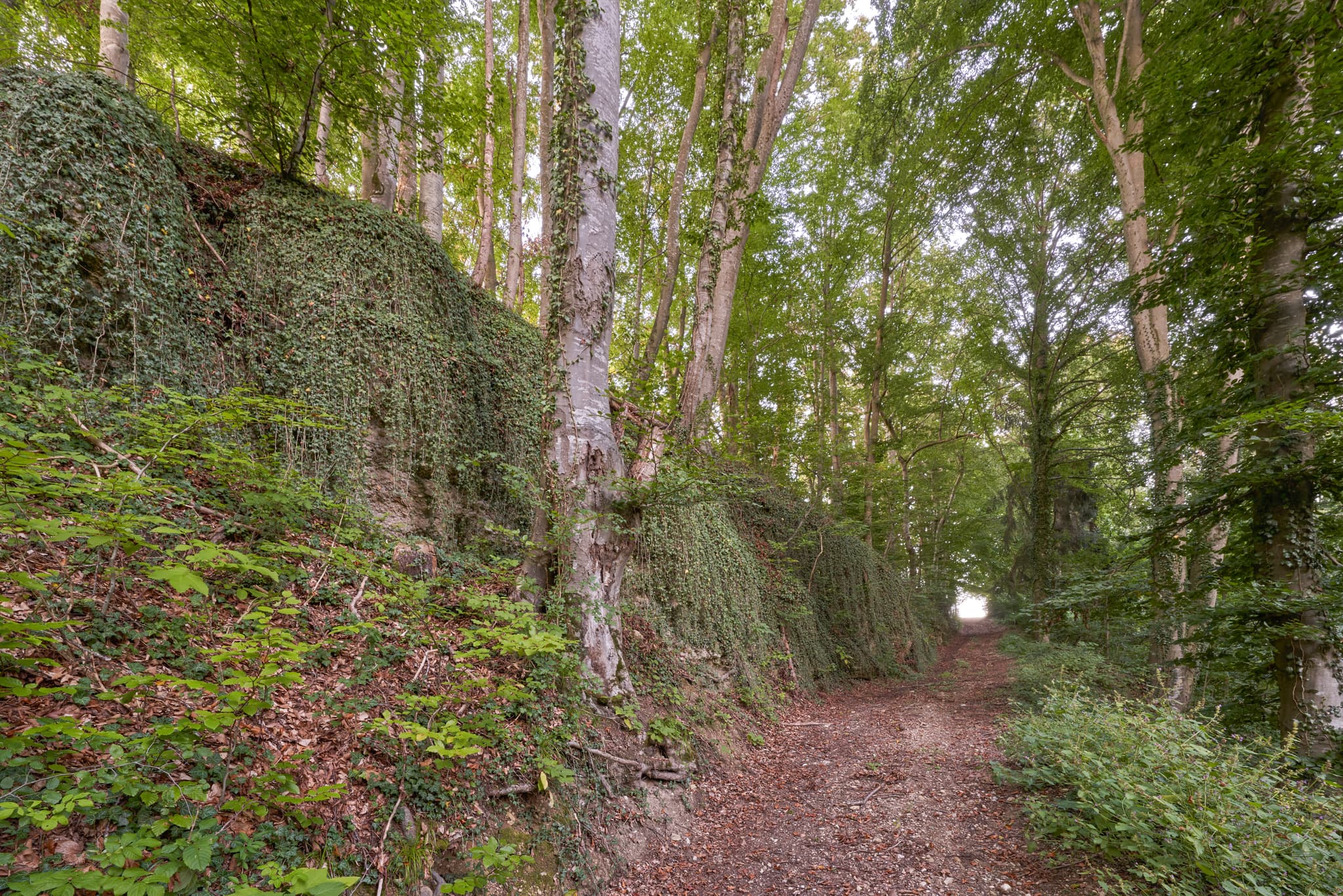 Geologeische Orgeln, Klaffl bei Kastl, Altötting, Oberbayern - Waldweg mit Geologische Orgeln in Klaffl, Kastl, Altötting. Die Natur prägt die Region Inn-Salzach in Oberbayern, Deutschland.