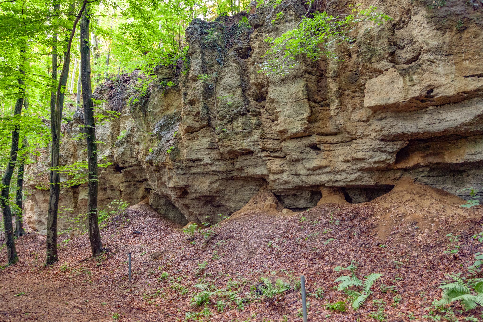 Geologische Orgeln Schroffen, Oberschroffen, Altötting - Geologische Orgeln Schroffen bei Oberschroffen in Unterneukirchen, Landkreis Altötting, Oberbayern, Region Inn-Salzach, Deutschland. Felsformationen im Wald.