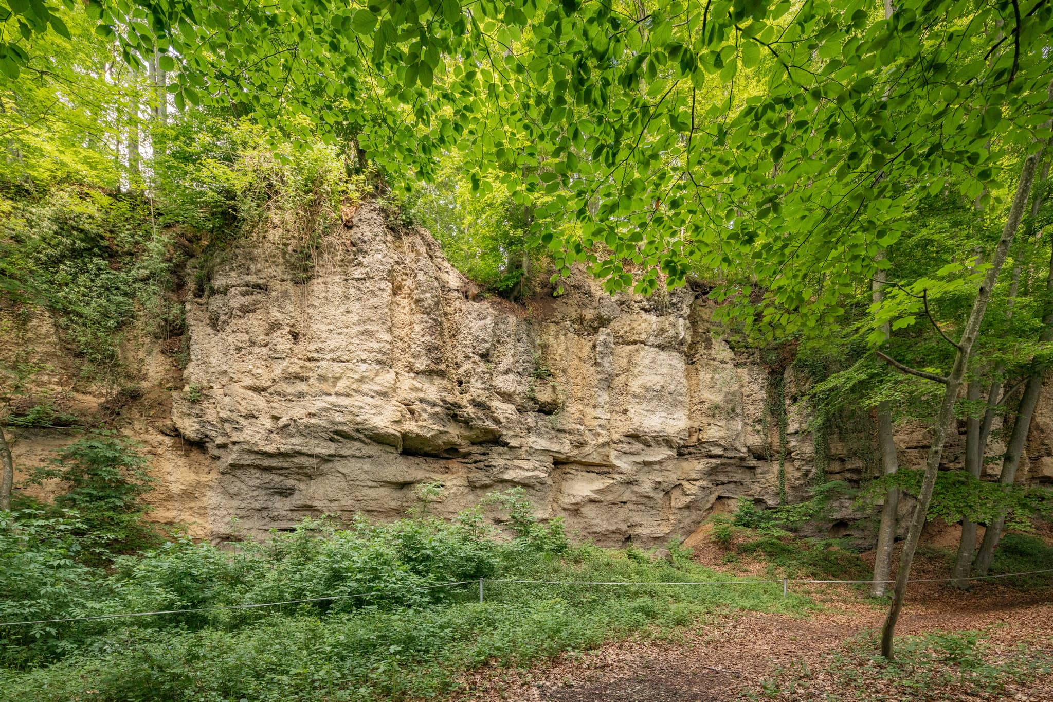 Geologische Orgeln Schroffen, Oberschroffen, Altötting - Geologische Orgeln in Oberschroffen, Unterneukirchen, Landkreis Altötting, Oberbayern, Deutschland. Landschaft der Region Inn-Salzach. Ein Naturdenkmal im Wald.