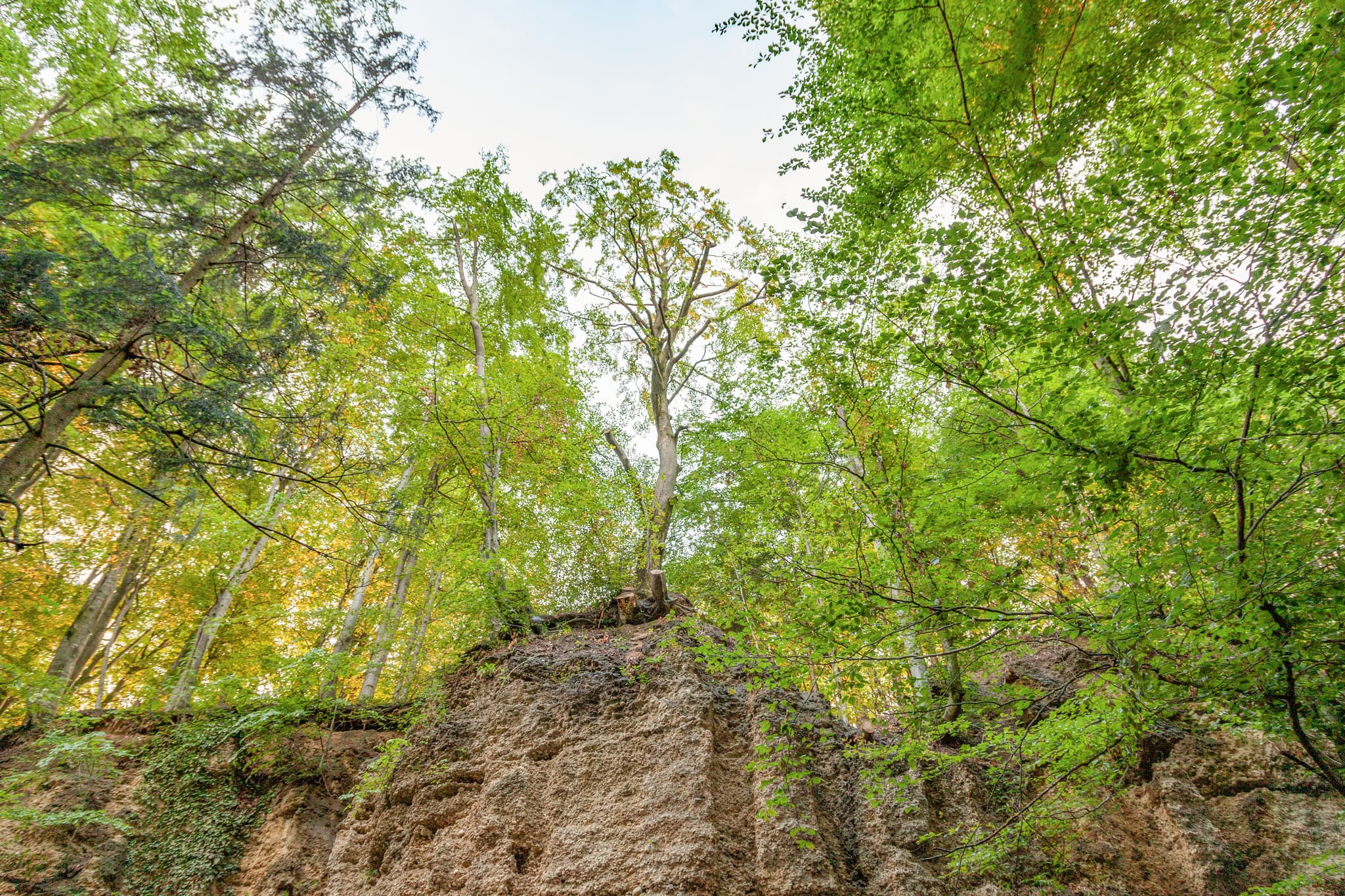 Geologische Orgeln, Schroffen, Unterneukirchen, Altötting - Geologische Orgeln Schroffen von unten, eine Felsformation mit Bäumen, in Oberschroffen, Unterneukirchen, Altötting, Oberbayern, Inn-Salzach, Deutschland.