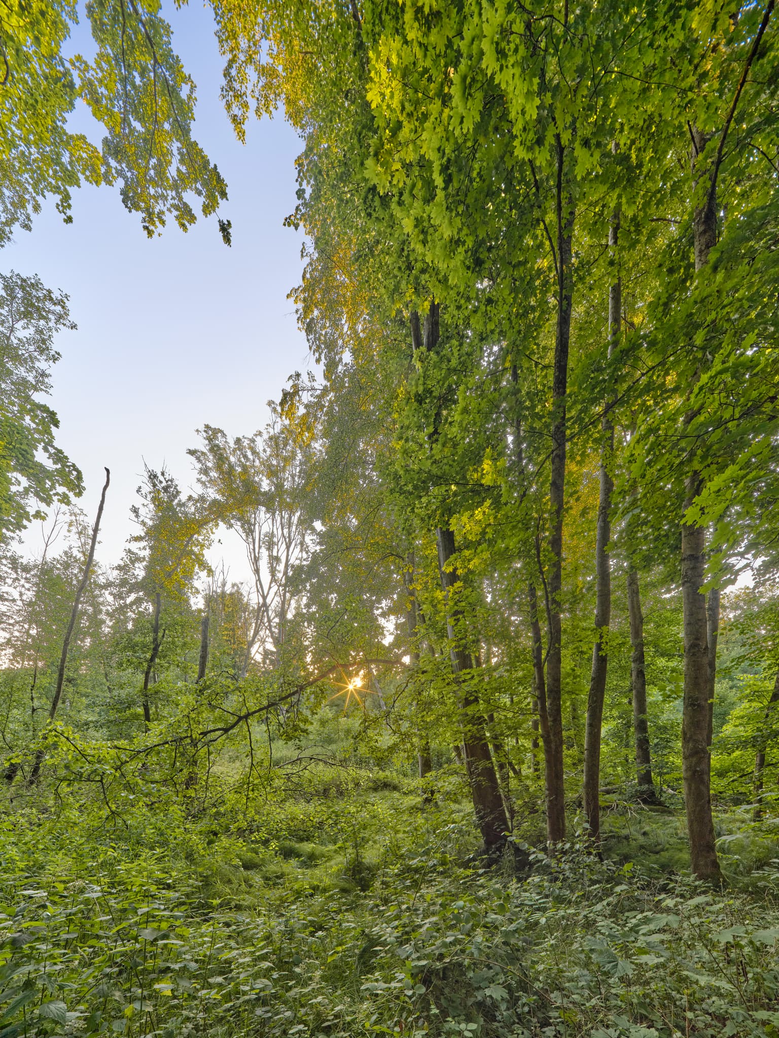 Gern Lichtlberger Wald, Eggenfelden, Niederbayern, Holzland - Ein dichter Wald im Gern, Lichtlberger Wald bei Eggenfelden, Landkreis Rottal-Inn, Niederbayern. Üppiges Grün der Bäume und Pflanzen beleuchtet vom Sonnenlicht.
