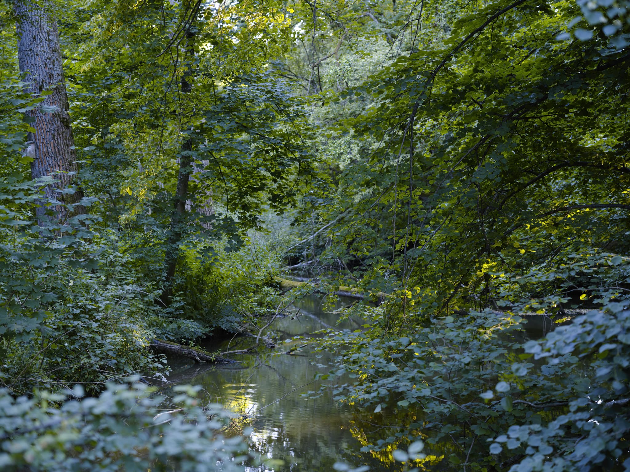 Gern Lichtlberger Wald, Eggenfelden, Niederbayern, Holzland