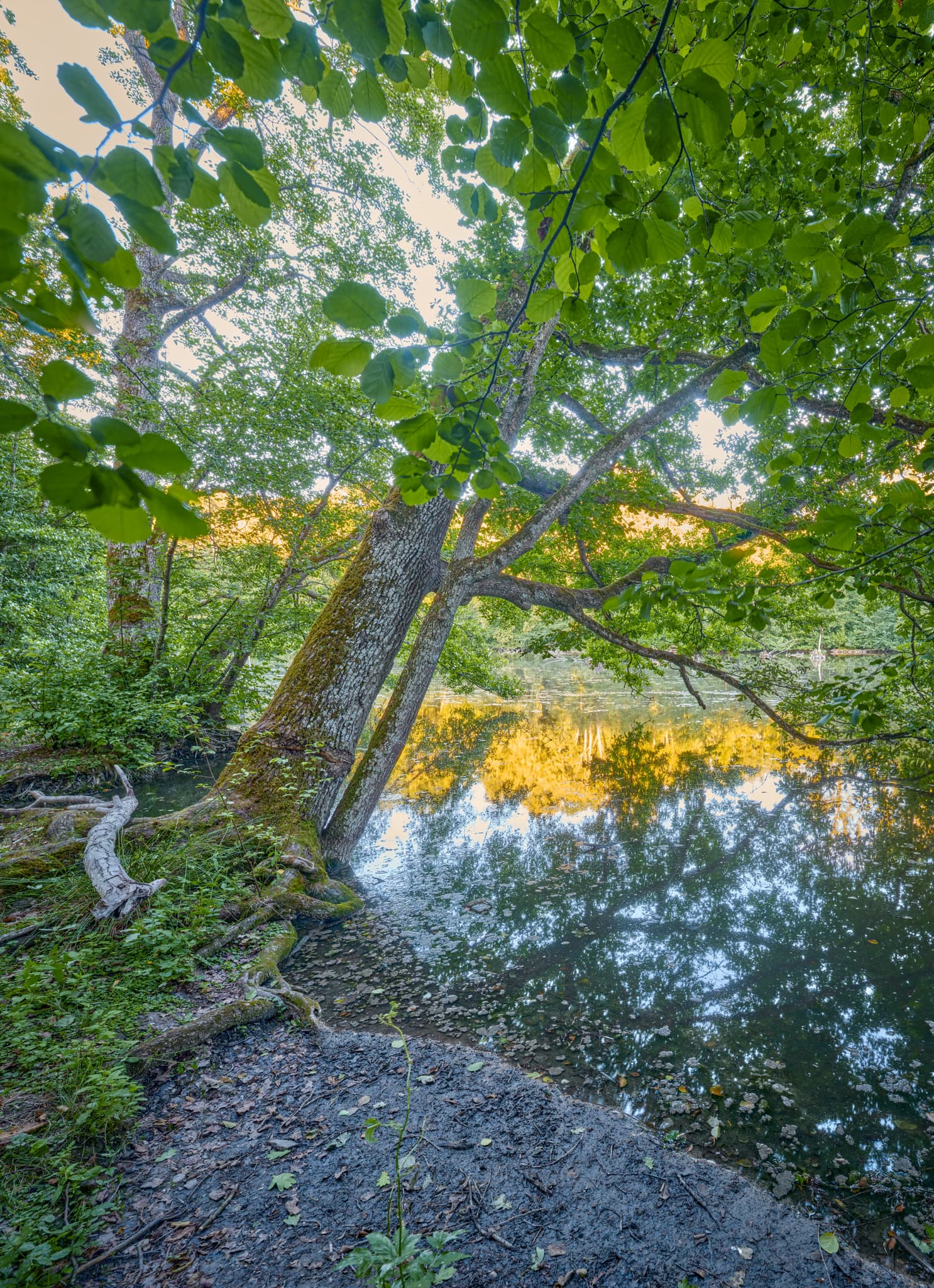 Gern Lichtlberger Wald, Rottal-Inn, Niederbayern, Holzland - Idyllischer Blick auf einen Baum am Ufer des Gewässers im Gern Lichtlberger Wald, nahe Eggenfelden, Landkreis Rottal-Inn, Niederbayern, Holzland, Deutschland.