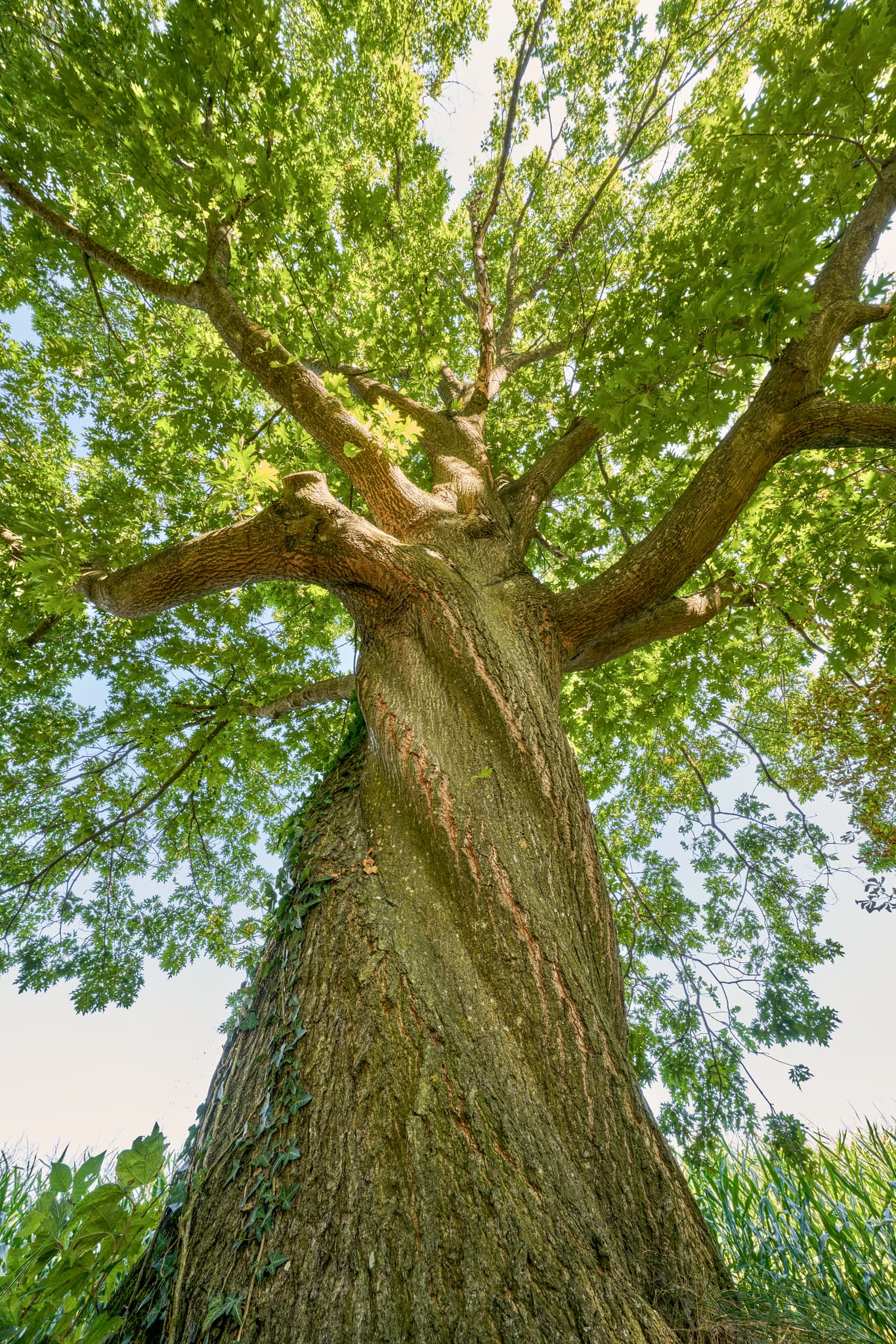 Gewundene Eiche am St.-Rupert-Pilgerweg, Oberschroffen - Eindrucksvolle Eiche in Oberschroffen, Unterneukirchen, Altötting, Oberbayern, Deutschland. Der Baum ist Teil des St.-Rupert-Pilgerwegs der Inn-Salzach Region.