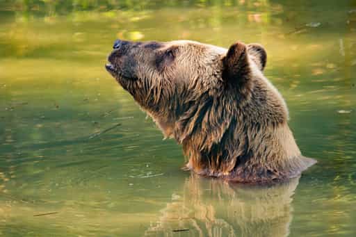 Gnadenhof für Bären, Aigen am Inn, Passau, Niederbayern
