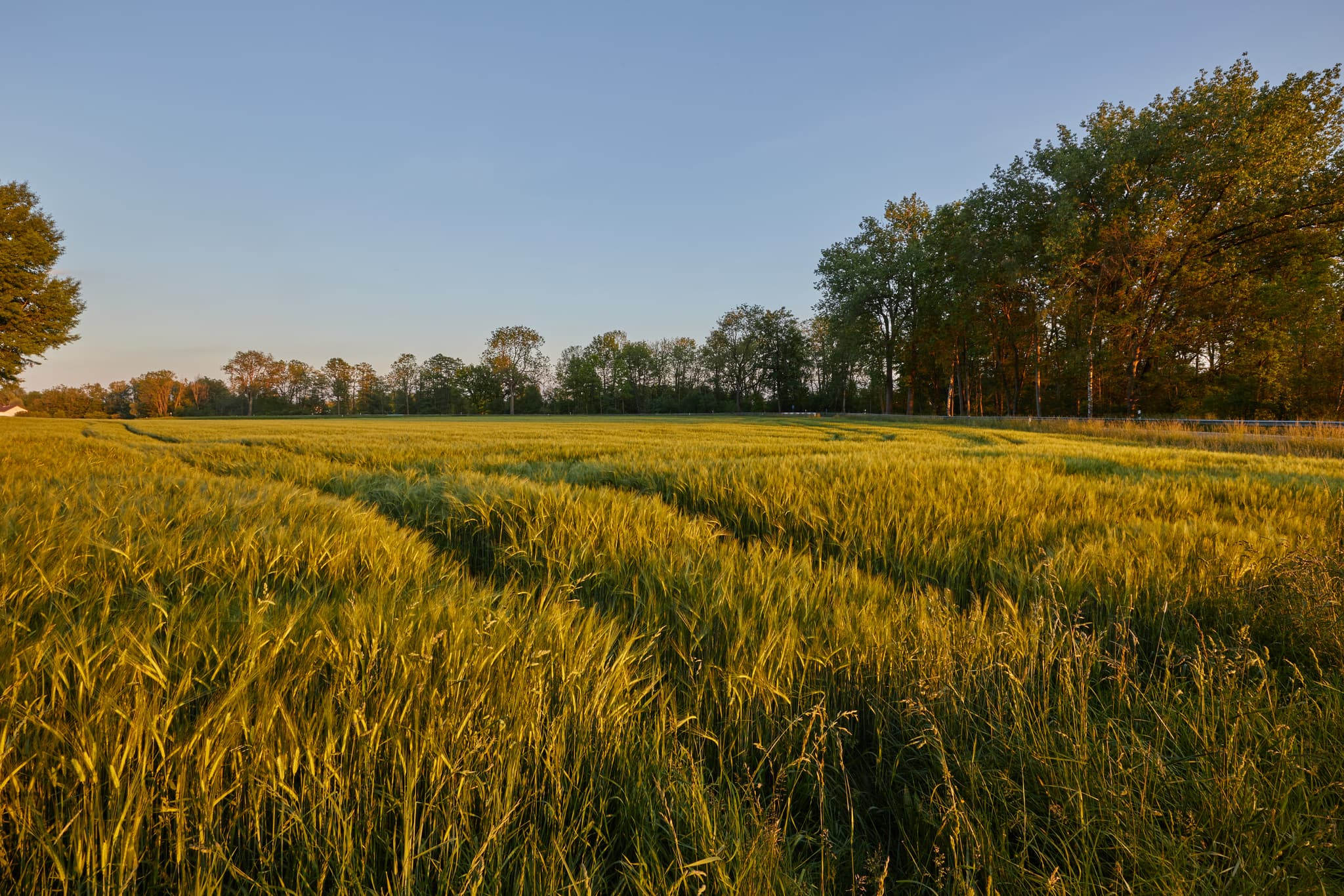 Goldenes Feld Erharting, Mühldorf am Inn, Oberbayern - Weites goldenes Feld bei Erharting im Landkreis Mühldorf am Inn, Oberbayern, Deutschland. Die Landschaft gehört zur Region Inn-Salzach und bietet Abendstimmung.