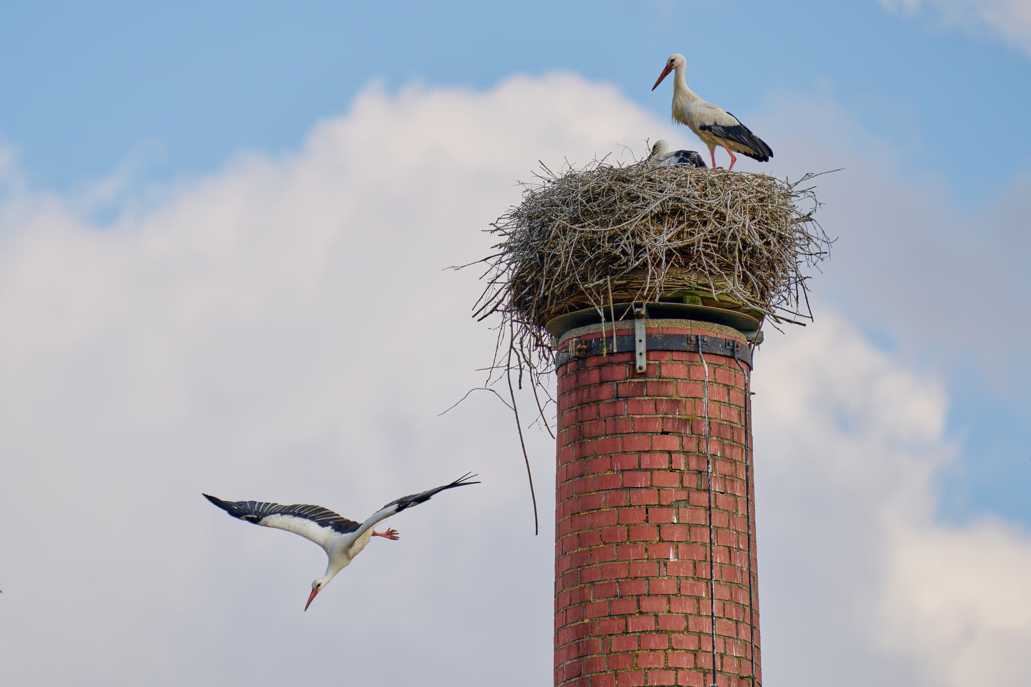 Graf Arco Turm Storchennest, Bad Birnbach, Bäderdreieck - Storchennest auf dem Graf Arco Turm in Bad Birnbach, Rottal-Inn, Niederbayern. Störche am Nest, einer landet, ein weiterer wartet. Naturaufnahme im Bäderdreieck