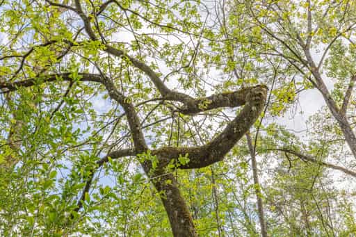 Grüner Alz Baum in Garching, Landkreis Altötting, Oberbayern