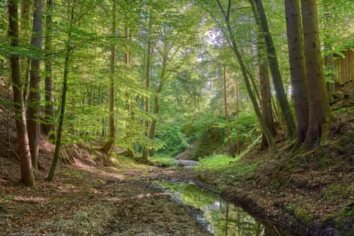 Grüner Waldweg am Birnbach, Landkreis Altötting, Oberbayern